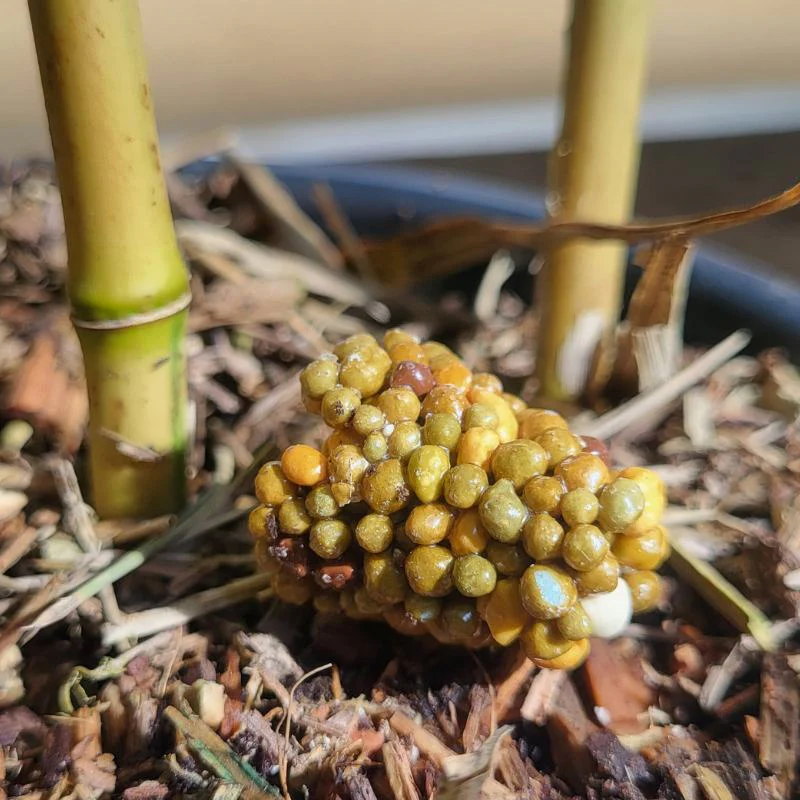 Miniature 1